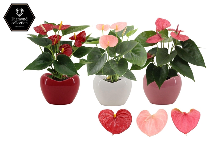 <h4>Anthurium 9 cm 3 color mix in Paris ceramics</h4>