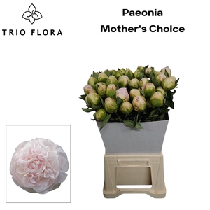 PAEO L MOTHER CHOICE
