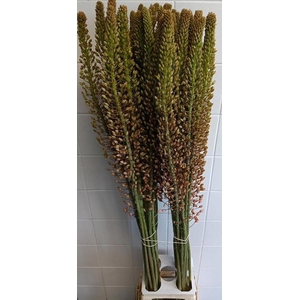 EREMURUS MACARENA