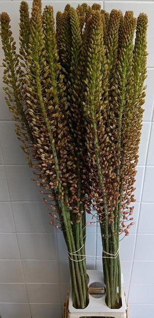 <h4>EREMURUS MACARENA</h4>
