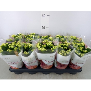 Kalanchoe blos. 'RosDon Dione'