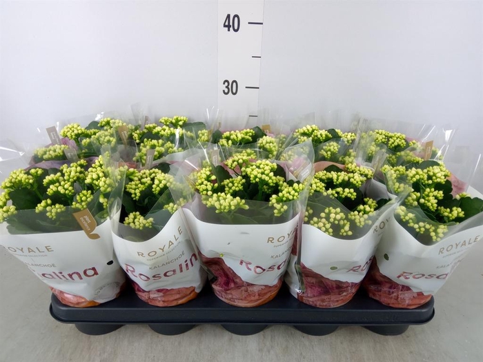 <h4>Kalanchoe blos. 'RosDon Dione'</h4>