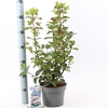 Viburnum tinus 'Lisarose' P19 (3ltr)