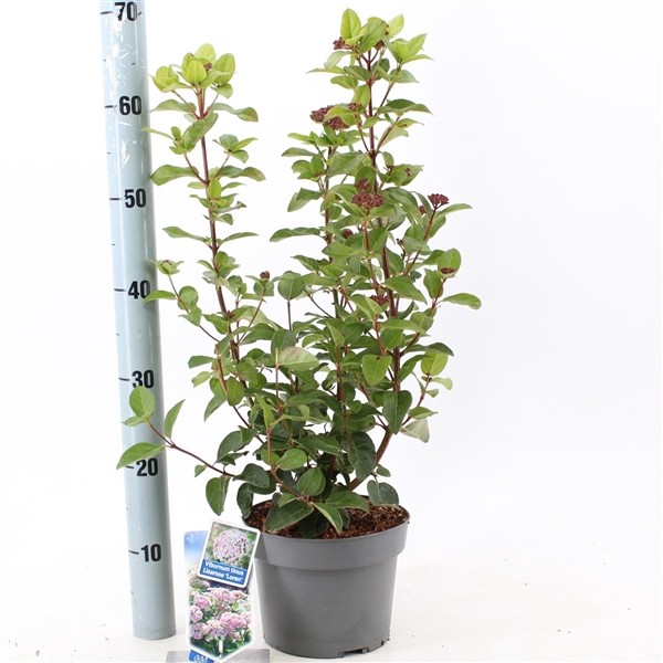 Viburnum tinus 'Lisarose' P19 (3ltr)