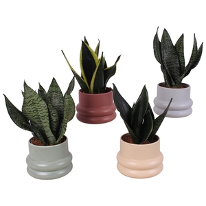 Sansevieria mix Ø12cm in Ø17cm Ceramic CC460