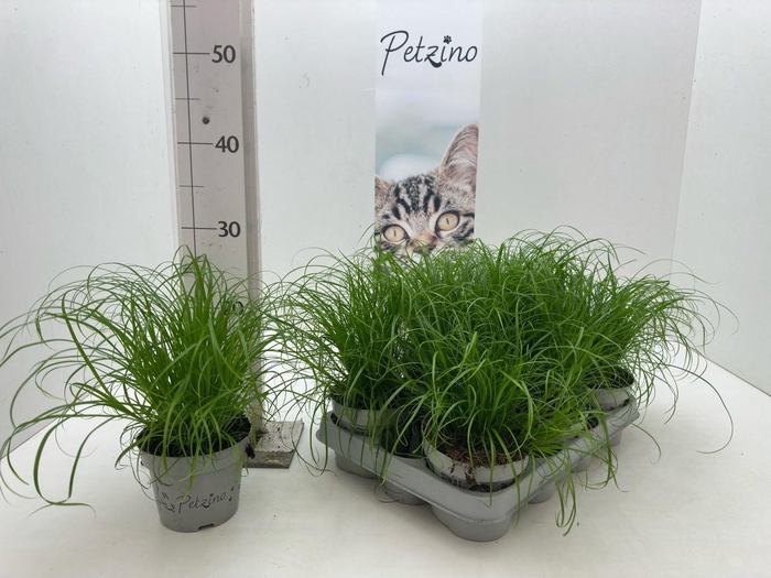 <h4>CYPER ALT ZUMULA</h4>