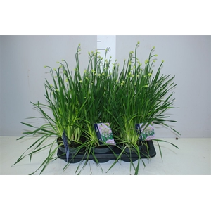 Allium Millenium