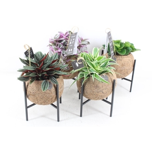 arr3 Kokoplant - Industrial groenmix x8