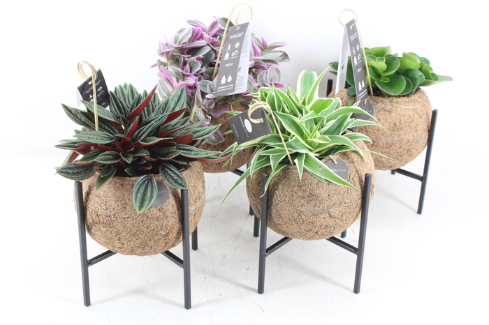 <h4>arr3 Kokoplant - Industrial groenmix x8</h4>