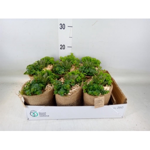 Arr.   Kamerplant Groen L%