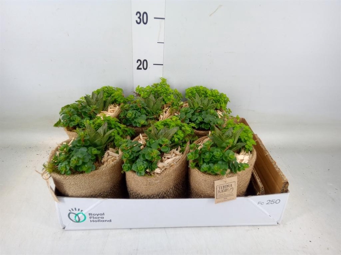 <h4>Arr.   Kamerplant Groen L%</h4>