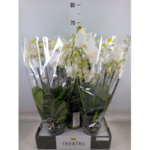 Phalaenopsis   ...white