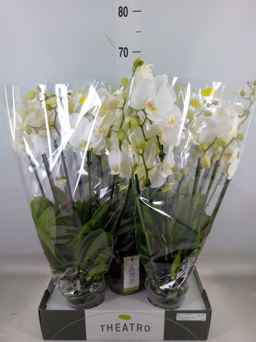 <h4>Phalaenopsis   ...white</h4>