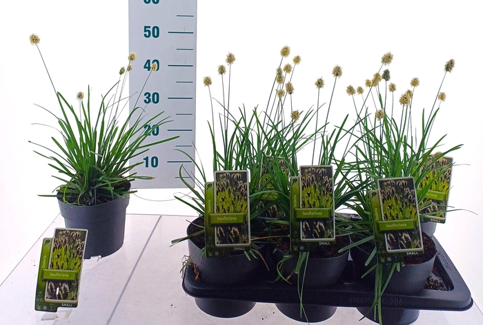 <h4>SESLERIA CAERULEA</h4>