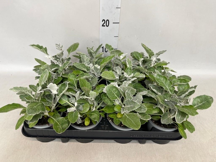 <h4>Jacobaea maritima</h4>