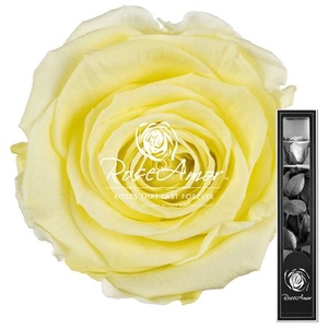 30cm Stem Yel89