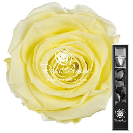 <h4>30cm Stem Yel89</h4>