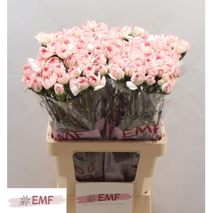 DI ST PASTEL DAMASCU