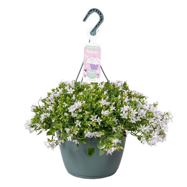 <h4>Campanula Ambella® White in hangpot</h4>