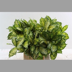 Drac Surculosa Florida Beauty