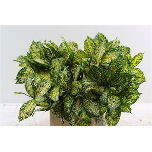 Drac Surculosa Florida Beauty