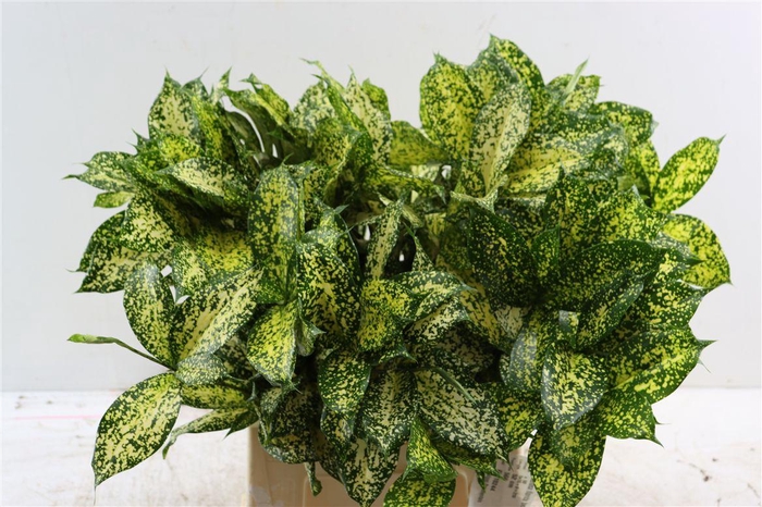 <h4>Drac Surculosa Florida Beauty</h4>