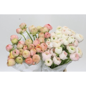 Ranunculus Clooney Gran Pastel mix