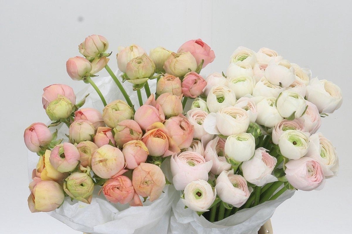 <h4>Ranunculus Clooney Gran Pastel mix</h4>