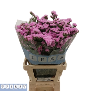 LIM S ROSEL SU BIRDS