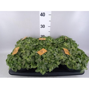 Fittonia verschaf.