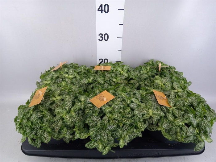 <h4>Fittonia verschaf.</h4>