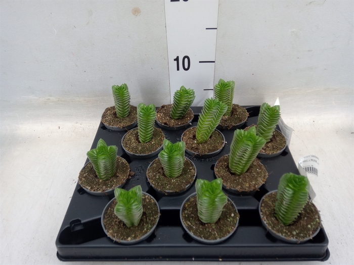 <h4>Crassula  'Buddha's Temple'</h4>