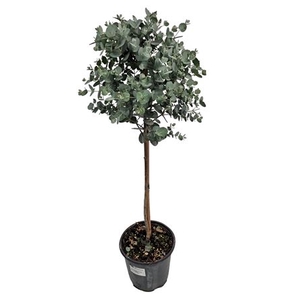 Eucalyptus Gunnii Stem