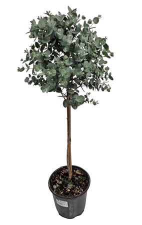<h4>Eucalyptus Gunnii Stem</h4>