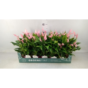 Anthurium andr. 'Lilli'