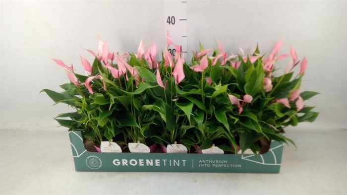 <h4>Anthurium andr. 'Lilli'</h4>