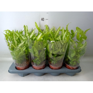 Pteris cretica 'Albolineata'