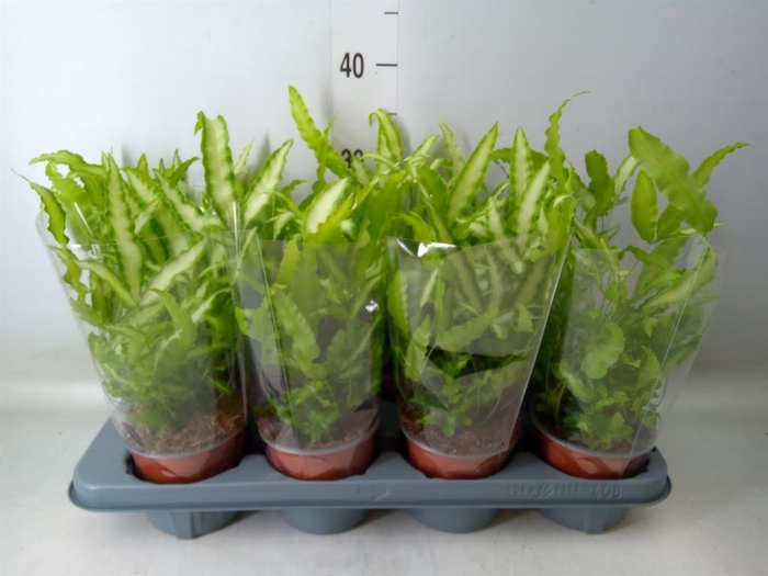 <h4>Pteris cretica 'Albolineata'</h4>