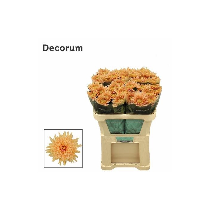 <h4>Chr G Kalimba Salmon</h4>