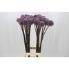 Allium Summer Drummer