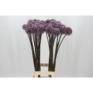 Allium Summer Drummer