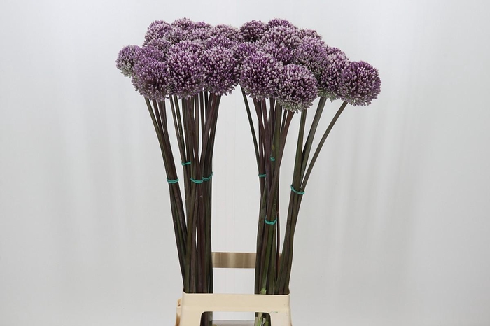 <h4>Allium Summer Drummer</h4>