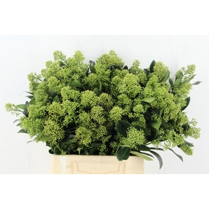 SKIM YUKI WHITE PER BUNCH 10BL
