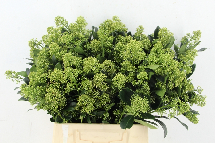 <h4>SKIM YUKI WHITE PER BUNCH 10BL</h4>