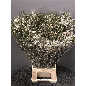 Genista 400gr White