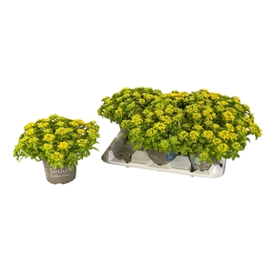 SEDUM KAMTSCHATICUM