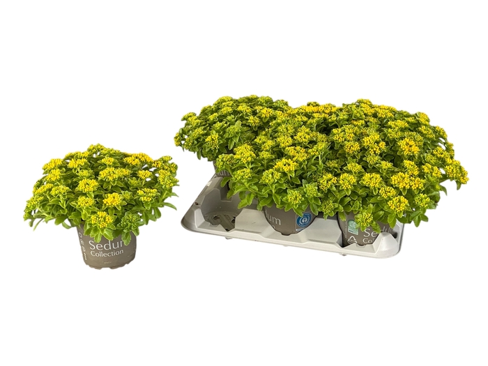 <h4>SEDUM KAMTSCHATICUM</h4>