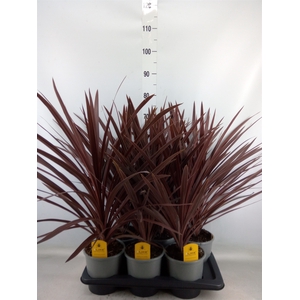 Cordyline austr. 'Red Star'