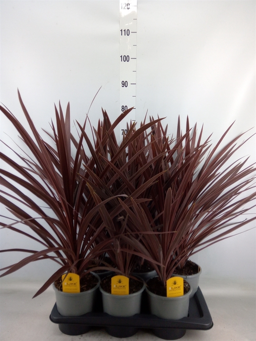 <h4>Cordyline austr. 'Red Star'</h4>