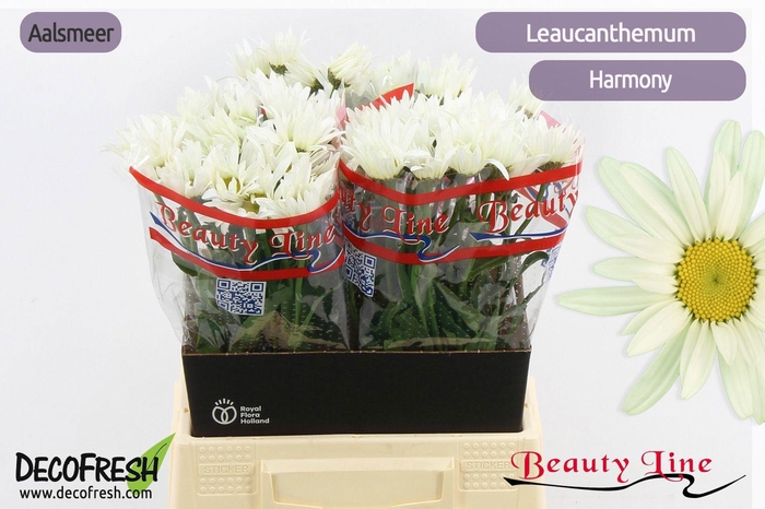 <h4>LEUC S HARMONY</h4>